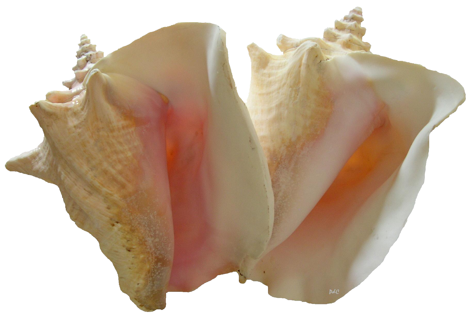 Shell PNG Best Image - Shell Png