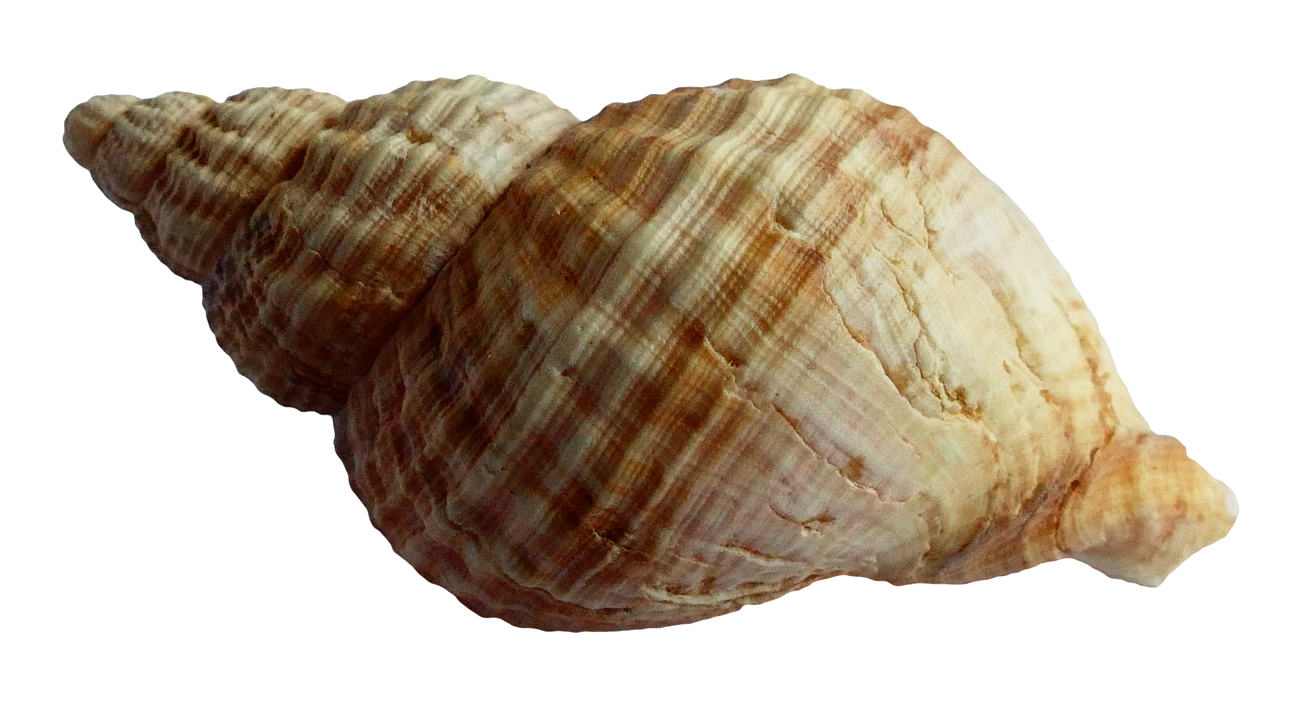 Shell PNG HD and Transparent - Shell Png