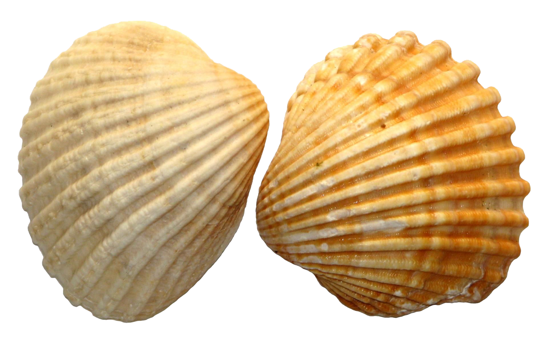 Shell PNG HD File - Shell Png