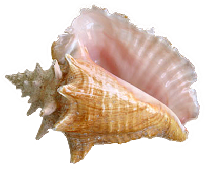 Shell PNG Best Image - Shell Png