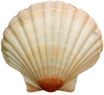 Shell PNG HD and Transparent - Shell Png