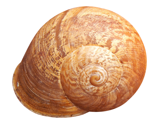 Shell PNG in Transparent - Shell Png