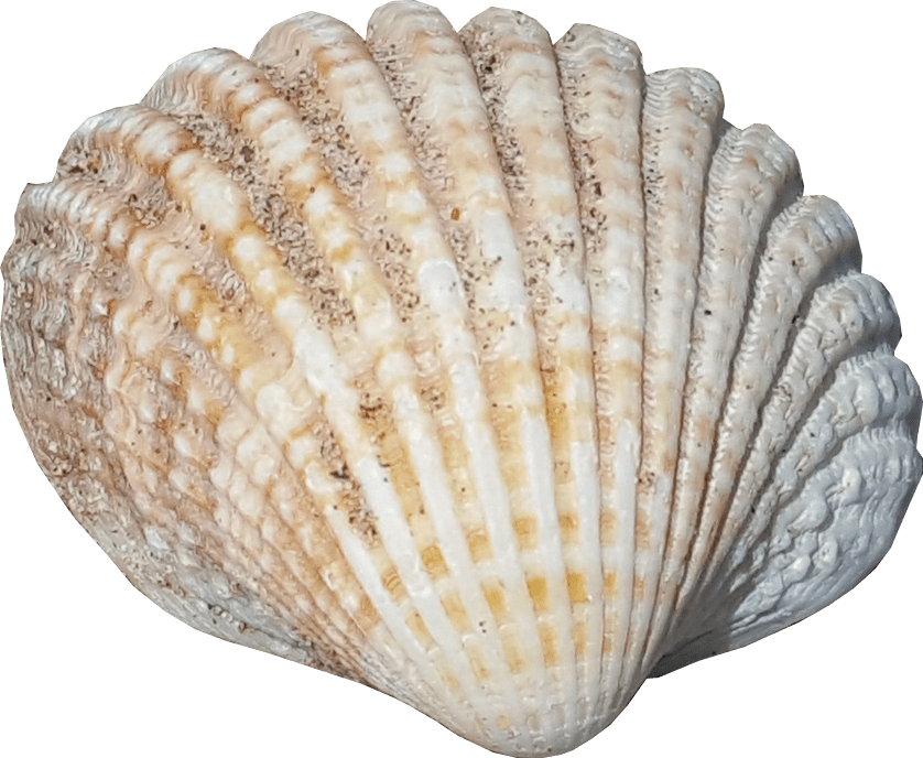 Shell PNG File - Shell Png