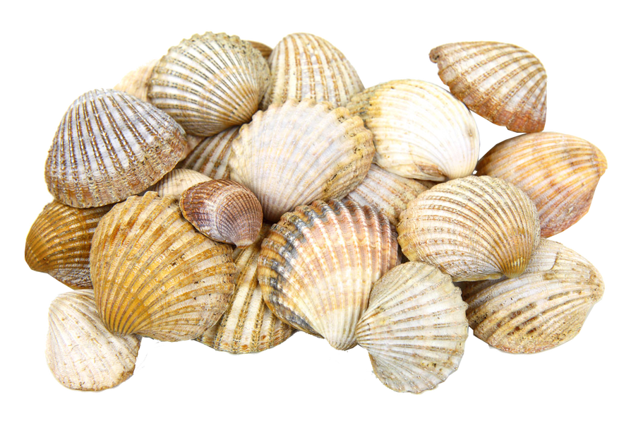 Shell PNG Images - Shell Png