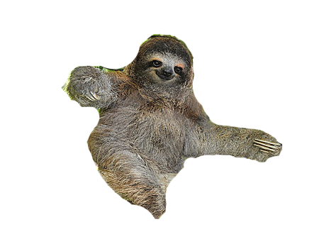 Sloth PNG Transparent pngteam.com
