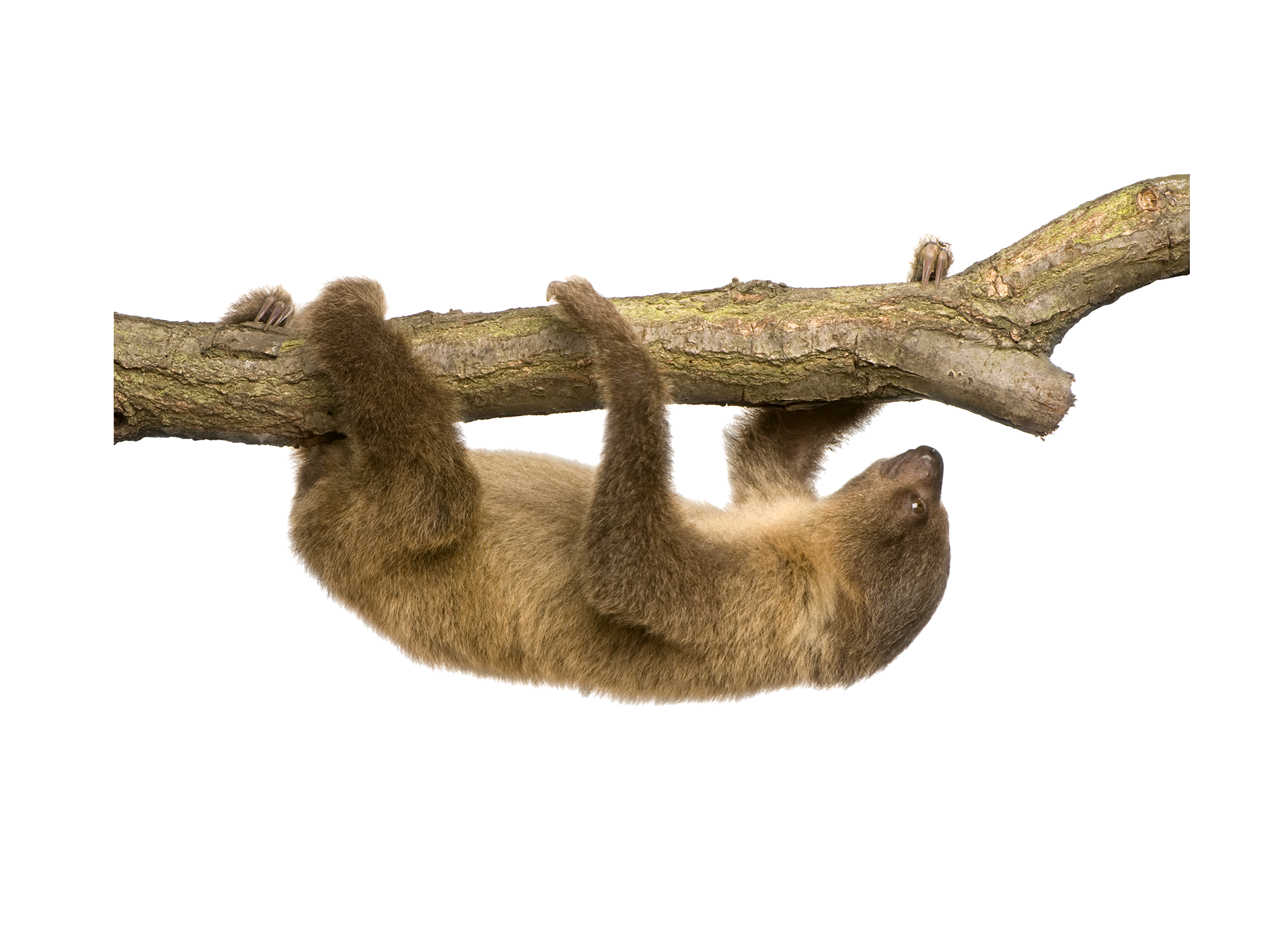 Sloth On Tree PNG Best Image Transparent pngteam.com