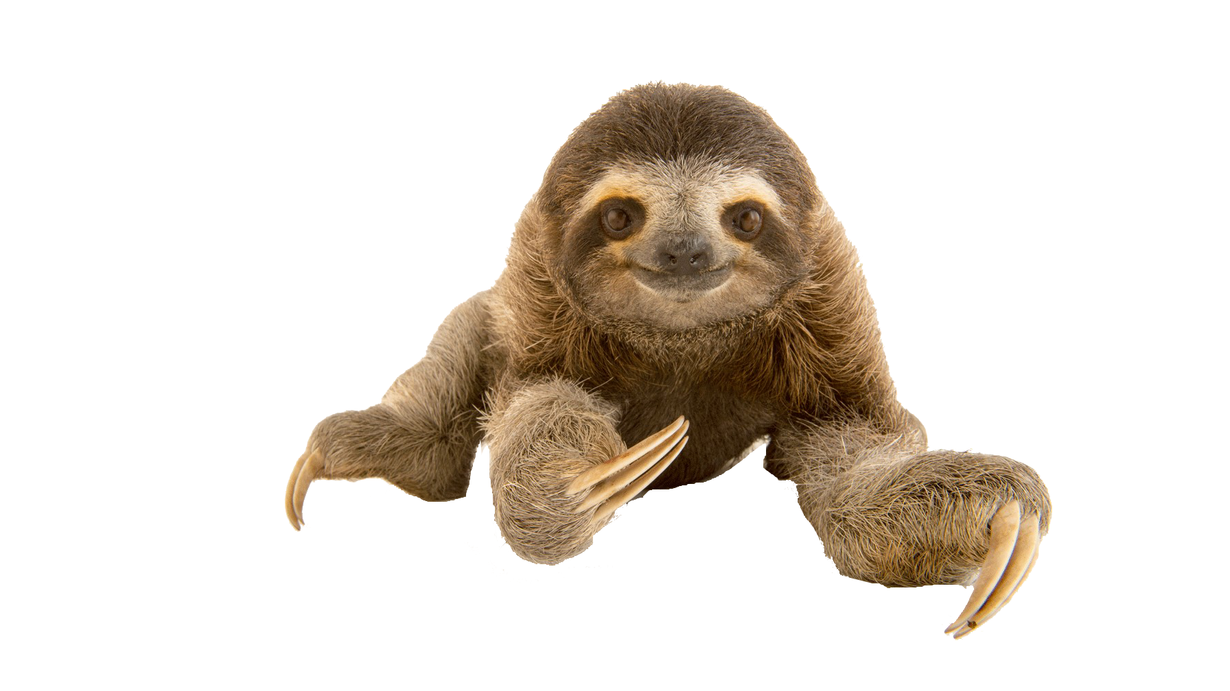 Sloth PNG Best Image Transparent pngteam.com