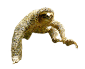 Sloth Jumping PNG Image in Transparent pngteam.com
