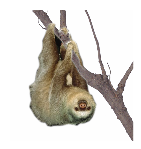 Sloth on Branches PNG Image in Transparent pngteam.com