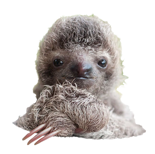 Sloth PNG File Transparent pngteam.com