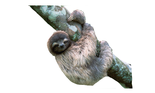 Sloth on a Tree PNG Transparent Transparent pngteam.com