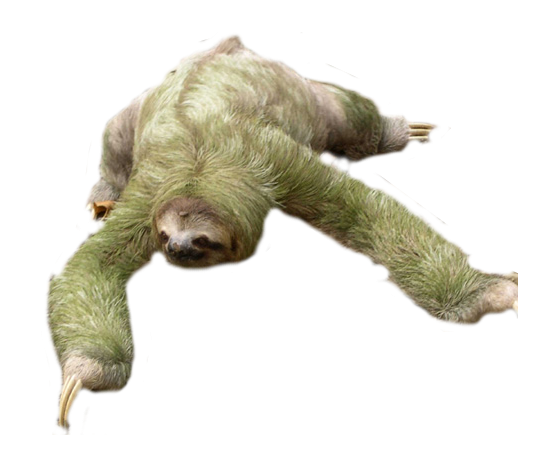 Sloth PNG HD and HQ Image pngteam.com