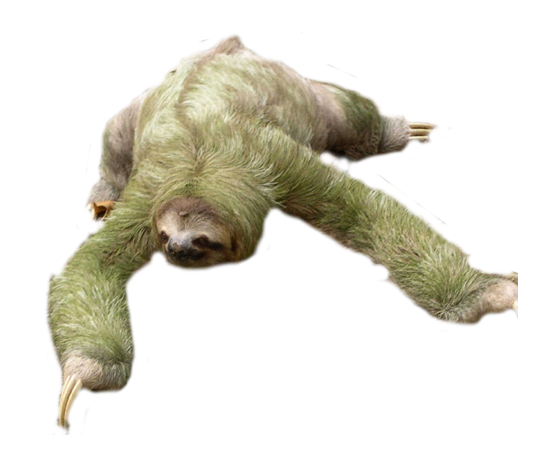 Sloth PNG