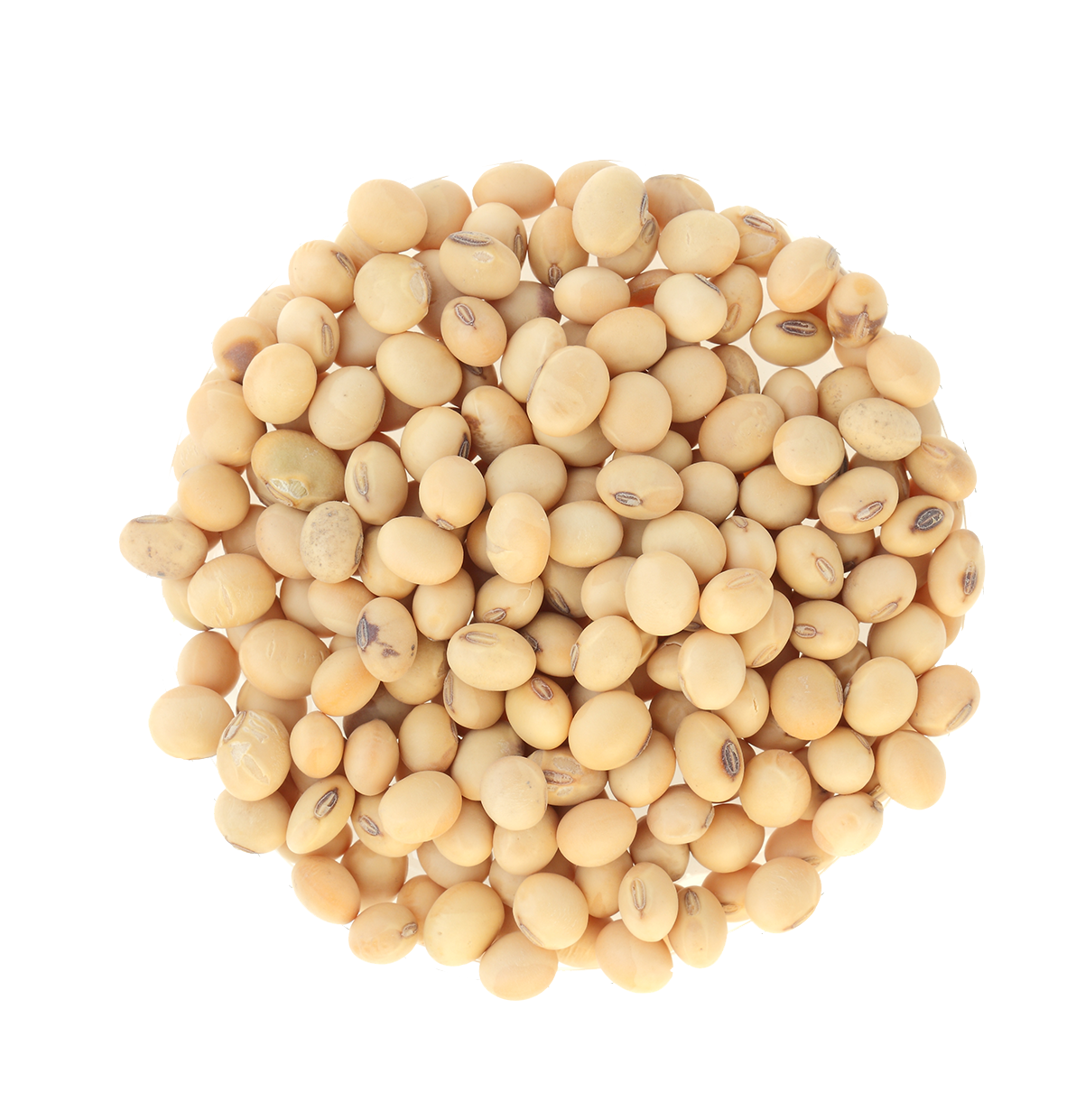 Soybean PNG HD and HQ Image - Soybean Png