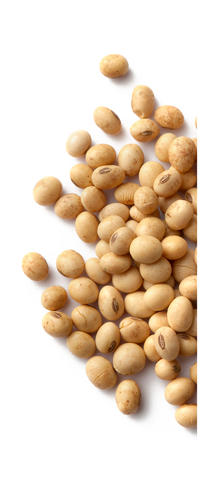 Soybean PNG Image in Transparent - Soybean Png