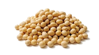 Soybean PNG Picture - Soybean Png