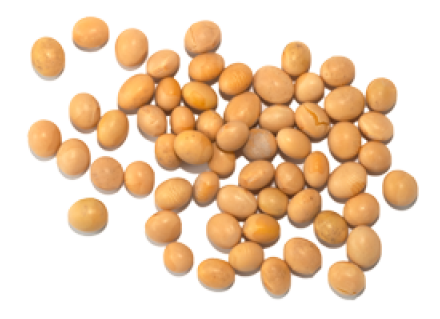 Soybean PNG HQ Image - Soybean Png