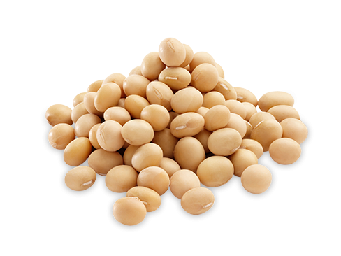 Soybean PNG Picture - Soybean Png