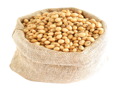 Soybean PNG Transparent - Soybean Png