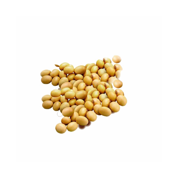 Soybean PNG HQ Image pngteam.com