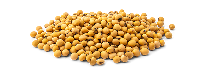 Soybean PNG in Transparent pngteam.com