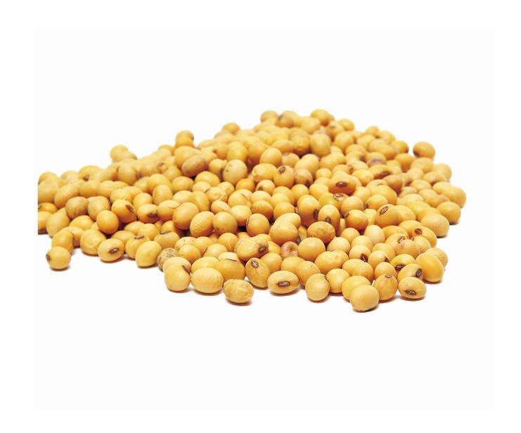 Soybean PNG Image in High Definition pngteam.com