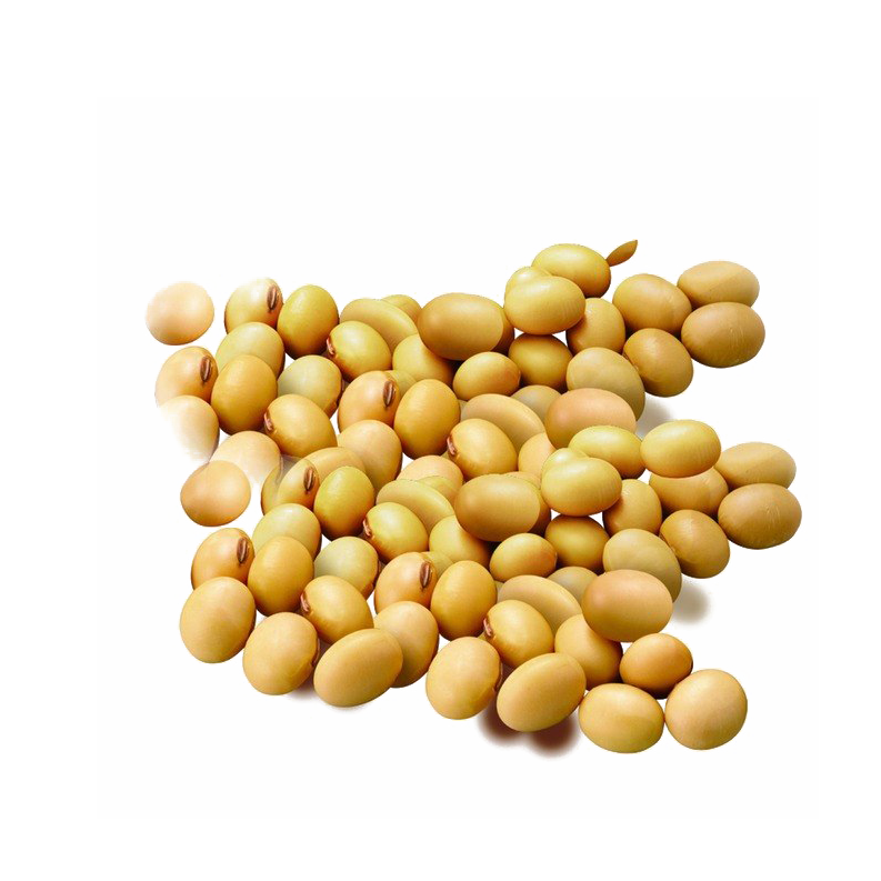 Soybean PNG HD and Transparent - Soybean Png