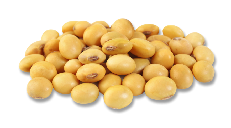 Soybean PNG Photo pngteam.com