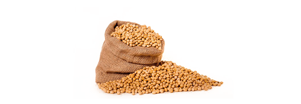 Soybean PNG HD and HQ Image