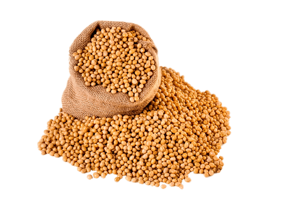 Soybean PNG Photo pngteam.com