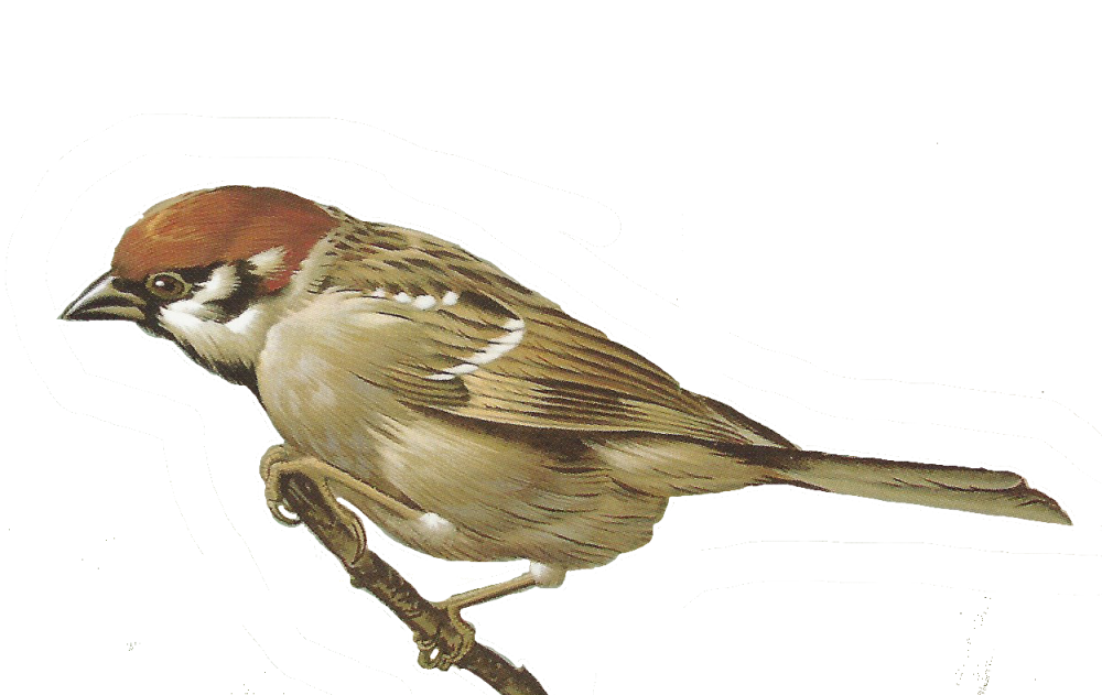 Sparrow PNG High Definition Photo Image pngteam.com