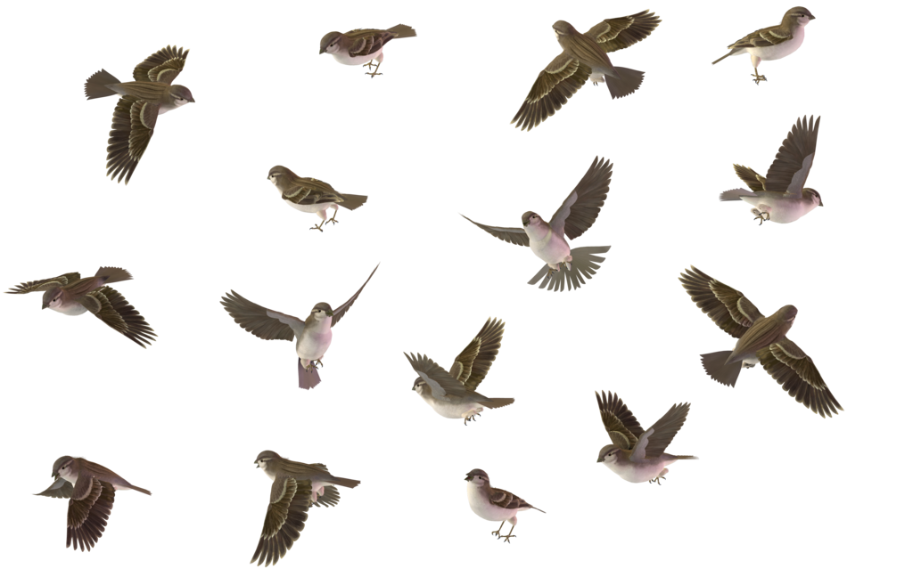 Sparrow PNG HQ pngteam.com