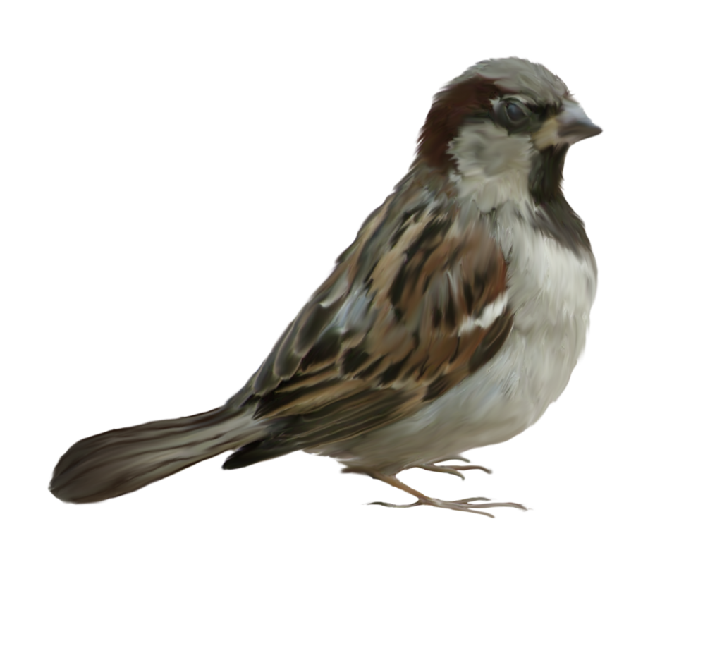 Sparrow PNG HQ Image pngteam.com