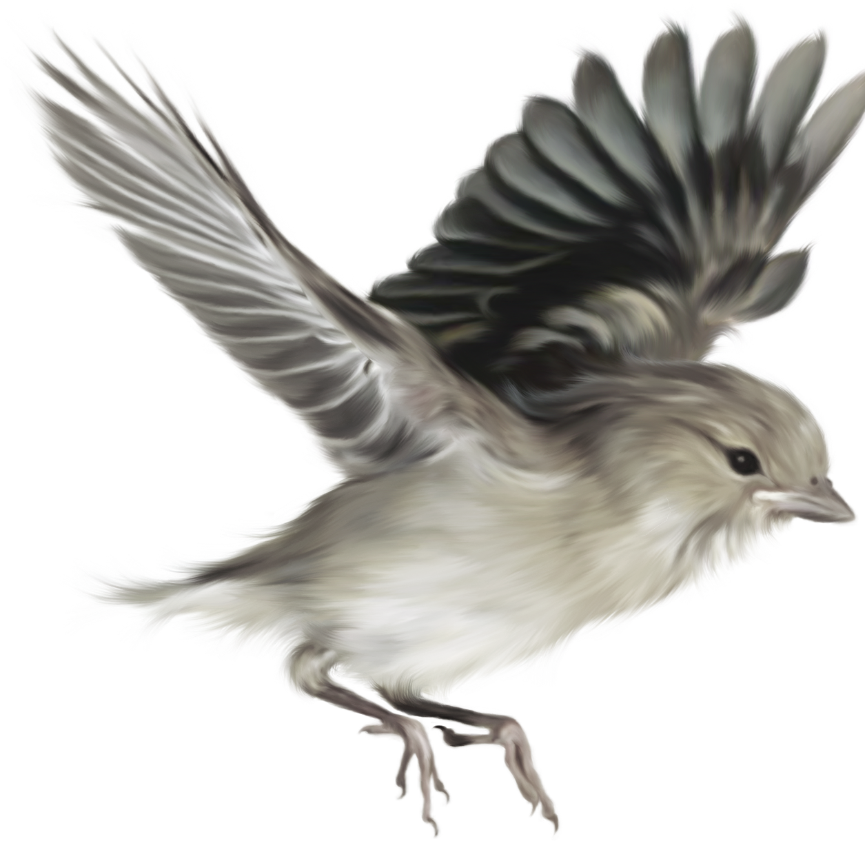 Sparrow PNG HQ Image pngteam.com