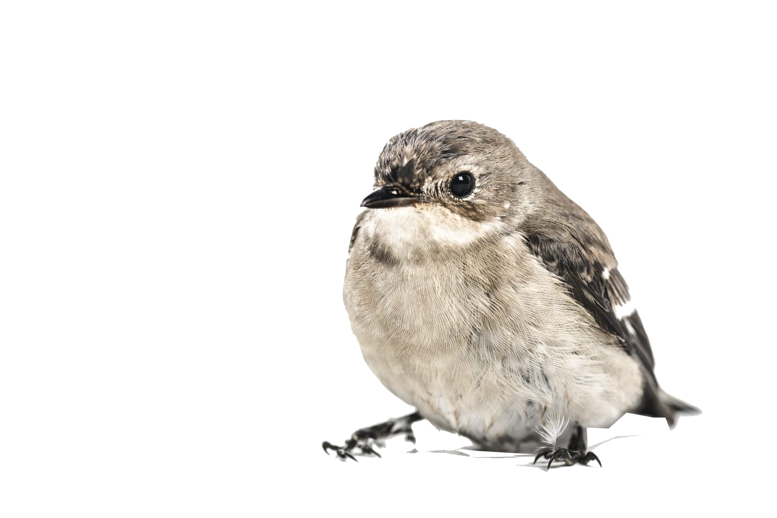 Sparrow PNG Picture pngteam.com