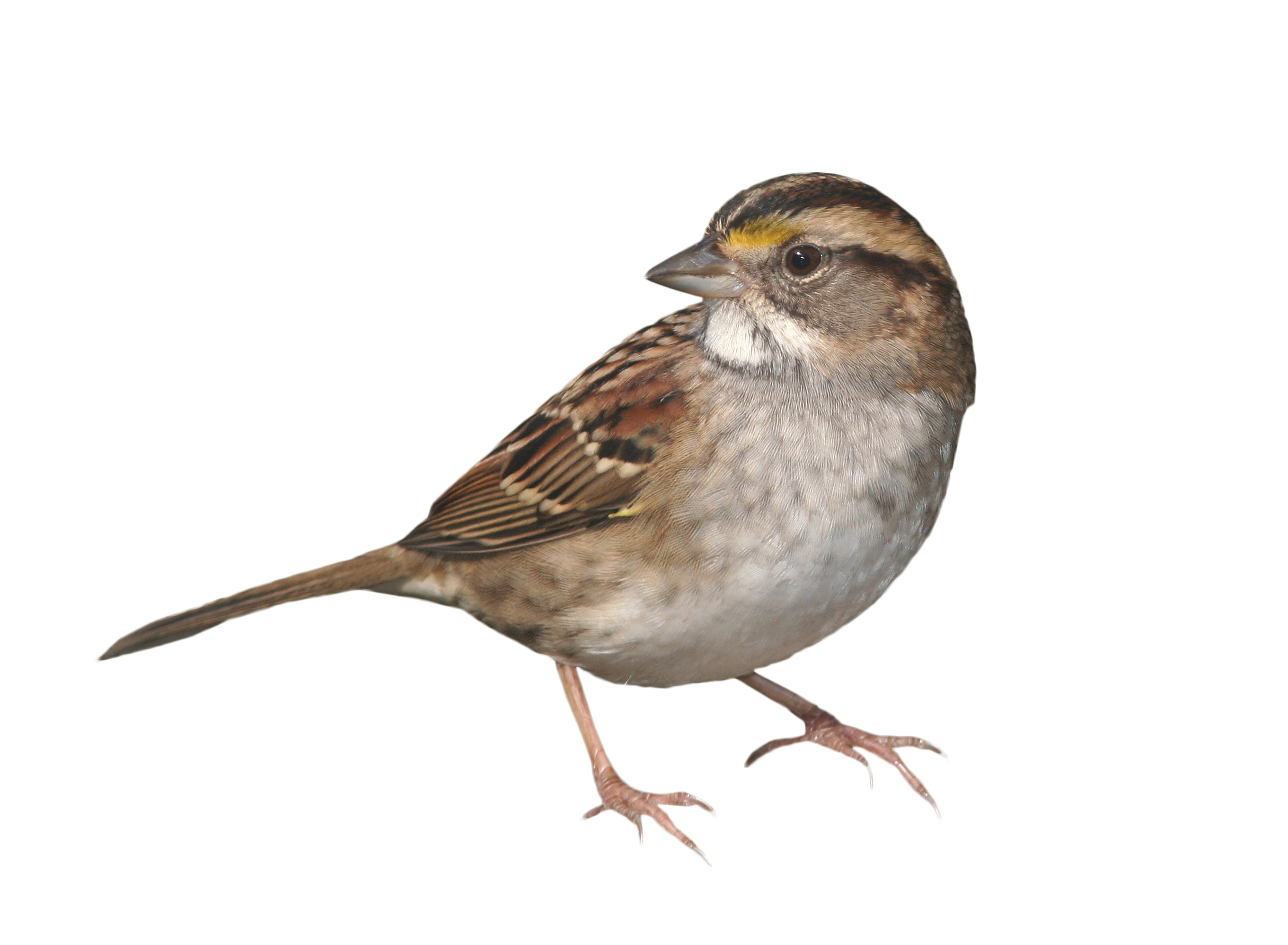 Sparrow PNG Picture pngteam.com