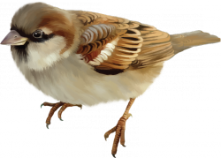 Sparrow PNG pngteam.com