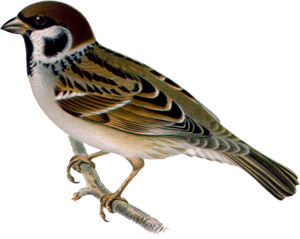 Sparrow PNG Picture pngteam.com