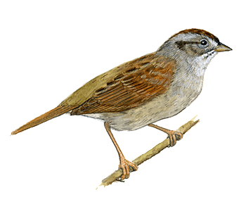 Sparrow PNG HD File pngteam.com