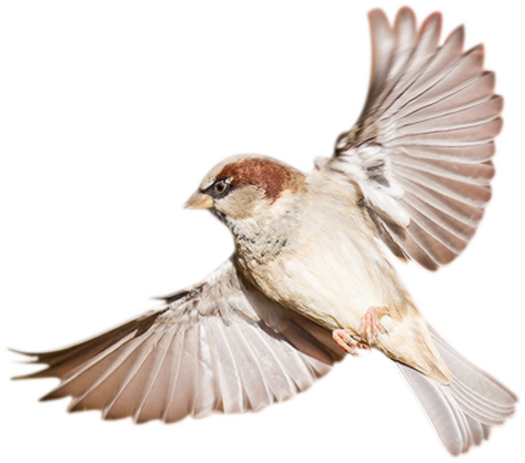 Sparrow PNG HD File pngteam.com