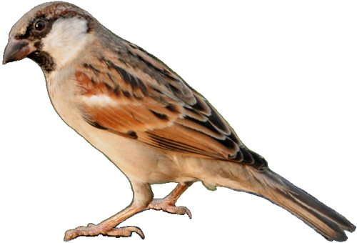 Sparrow PNG HD pngteam.com