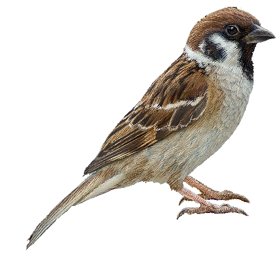 Sparrow PNG pngteam.com