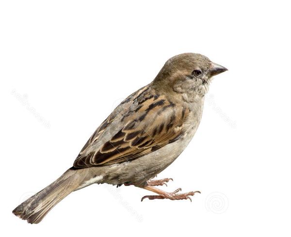 Sparrow PNG HD Images pngteam.com