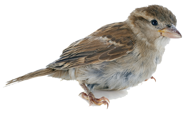 Sparrow PNG Image in High Definition pngteam.com