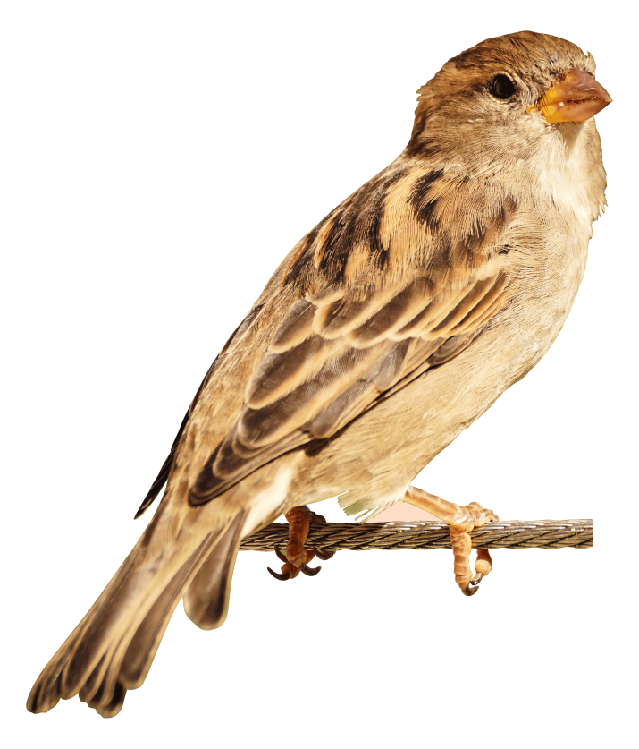 Sparrow PNG pngteam.com