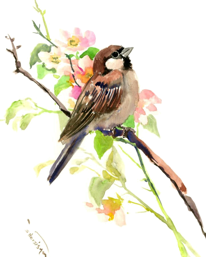 Sparrow PNG in Transparent pngteam.com