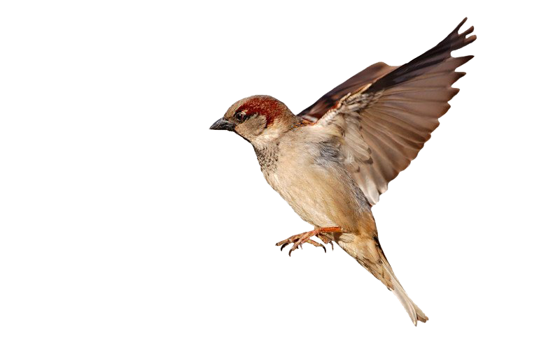 Sparrow PNG Best Image pngteam.com