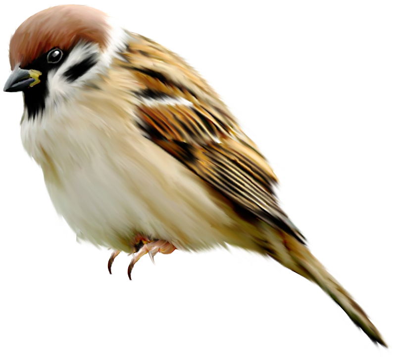 Sparrow PNG File pngteam.com