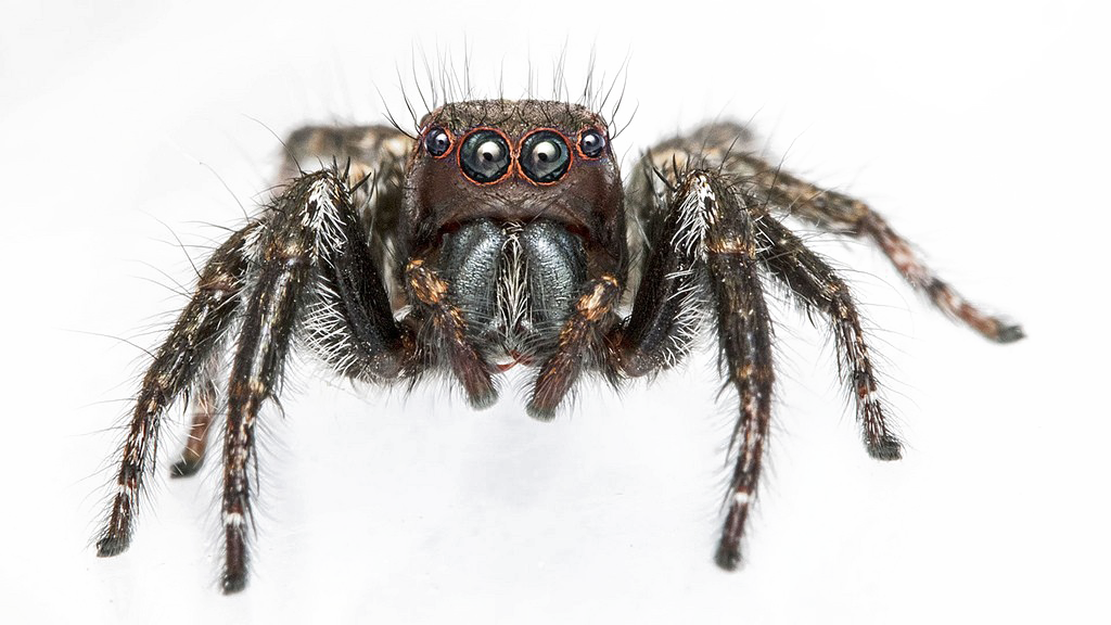 Spider PNG Image in Transparent