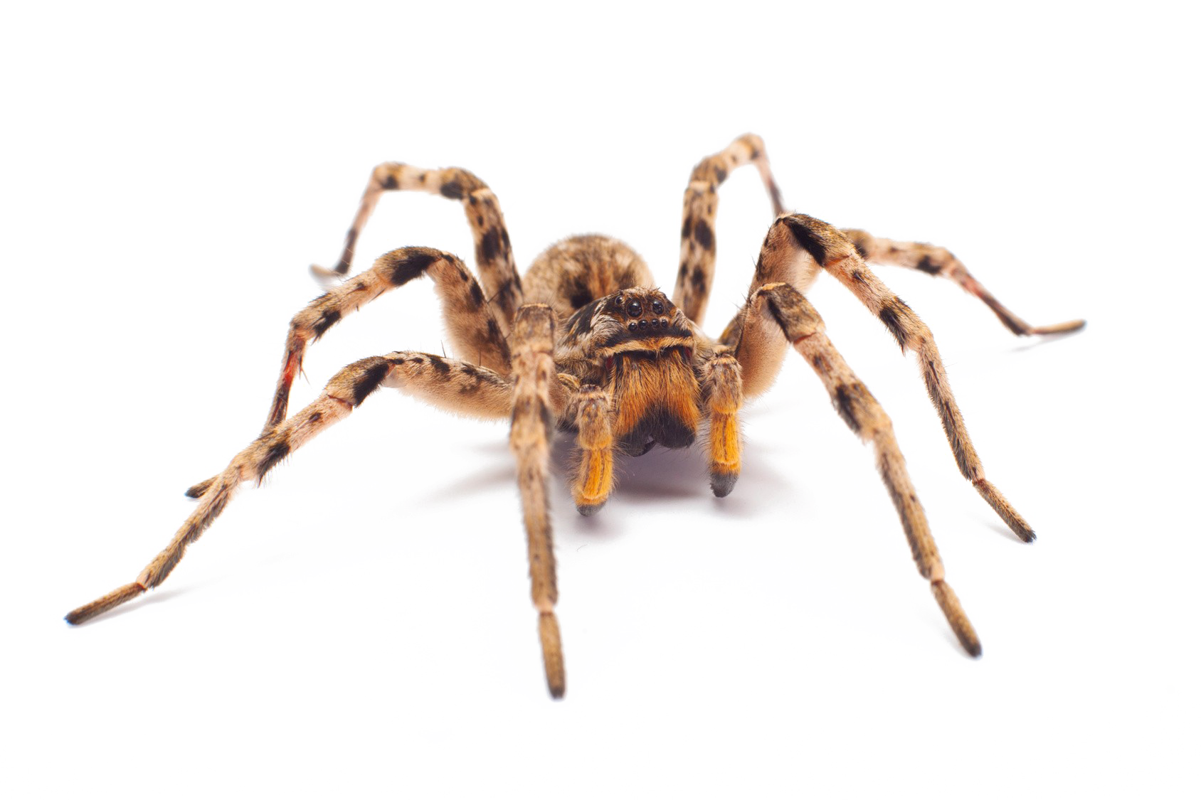 Spider PNG HD pngteam.com